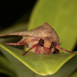 Helicoverpa armigera at Melba, ACT - 21 Feb 2021 10:34 PM