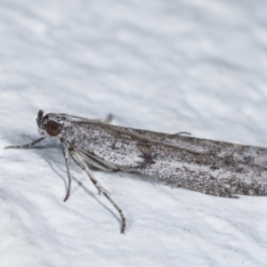 Homoeosoma vagella at Melba, ACT - 21 Feb 2021