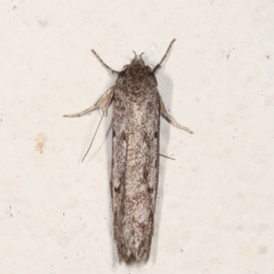 Oecophoridae (family) (Unidentified Oecophorid concealer moth) at Melba, ACT - 21 Feb 2021 by kasiaaus