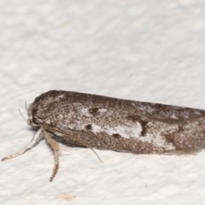 Oecophoridae (family) at Melba, ACT - 21 Feb 2021