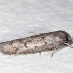 Oecophoridae (family) at Melba, ACT - 21 Feb 2021