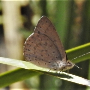 Erina hyacinthina at Downer, ACT - 1 Mar 2021