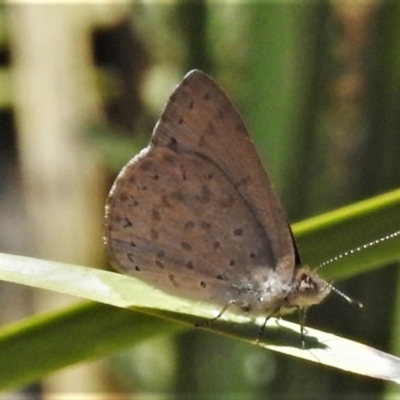 Erina hyacinthina (Varied Dusky-blue) at Downer, ACT - 1 Mar 2021 by JohnBundock