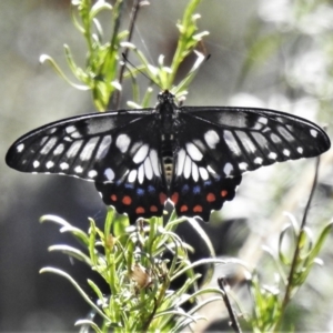 Papilio anactus at Majura, ACT - 1 Mar 2021 02:34 PM