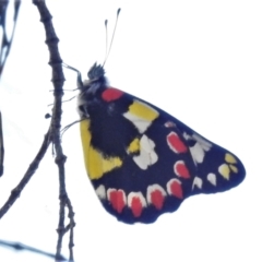 Delias aganippe (Spotted Jezebel) at Mount Ainslie - 1 Mar 2021 by JohnBundock