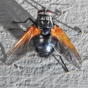 Chetogaster violacea/viridis (complex) at Majura, ACT - 1 Mar 2021