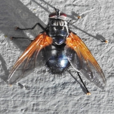 Chetogaster violacea/viridis (complex) (Bristle Fly) at Majura, ACT - 1 Mar 2021 by JohnBundock