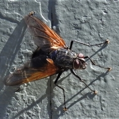 Chetogaster violacea/viridis (complex) at Majura, ACT - 1 Mar 2021