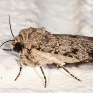 Proteuxoa capularis at Melba, ACT - 21 Feb 2021