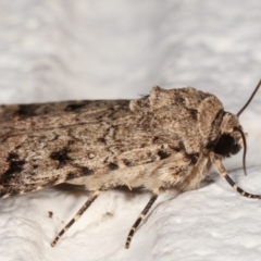 Proteuxoa capularis at Melba, ACT - 21 Feb 2021