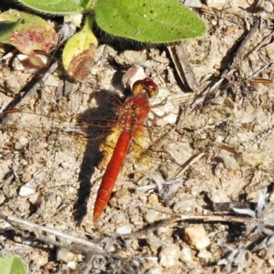 Diplacodes haematodes (Scarlet Percher) at Coree, ACT - 1 Mar 2021 by JohnBundock