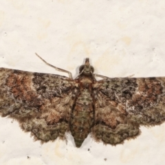 Chloroclystis catastreptes (Green and Brown Carpet) at Melba, ACT - 21 Feb 2021 by kasiaaus