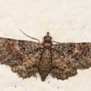 Chloroclystis catastreptes at Melba, ACT - 21 Feb 2021