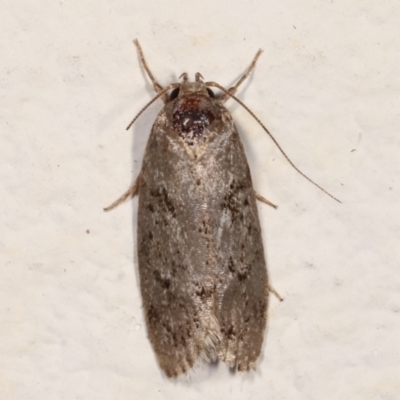 Philobota philostaura (A Concealer moth (Philobota group)) at Melba, ACT - 21 Feb 2021 by kasiaaus