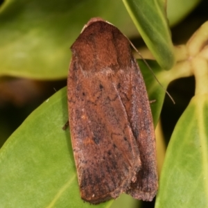 Diarsia intermixta at Melba, ACT - 21 Feb 2021 10:49 PM