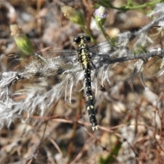 Hemigomphus gouldii (Southern Vicetail) at Lower Cotter Catchment - 1 Mar 2021 by JohnBundock