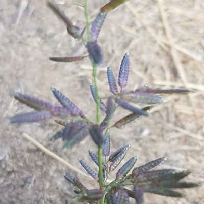Eragrostis cilianensis (Stinkgrass) at Lower Molonglo - 2 Mar 2021 by tpreston