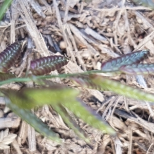 Eragrostis cilianensis at Holt, ACT - 2 Mar 2021