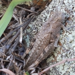 Peakesia hospita (Common Peakesia Grasshopper) at Molonglo River Reserve - 2 Mar 2021 by tpreston