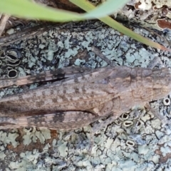 Peakesia hospita at Molonglo River Reserve - 2 Mar 2021 04:32 PM