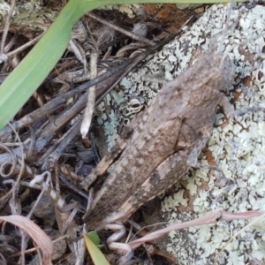 Peakesia hospita at Molonglo River Reserve - 2 Mar 2021 04:32 PM