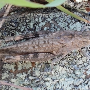 Peakesia hospita at Molonglo River Reserve - 2 Mar 2021 04:32 PM