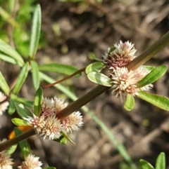 Alternanthera denticulata (Lesser Joyweed) at Holt, ACT - 2 Mar 2021 by tpreston