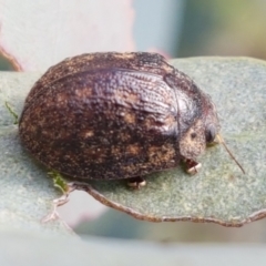 Trachymela sp. (genus) (Brown button beetle) at Lower Molonglo - 2 Mar 2021 by tpreston