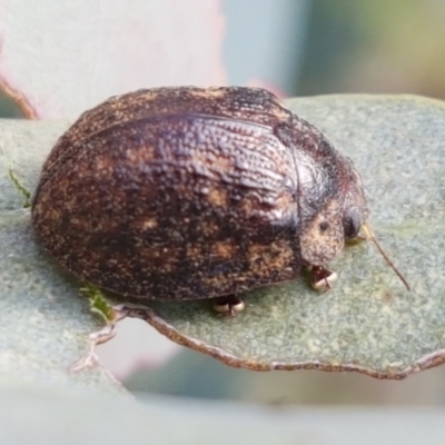Trachymela sp. (genus) (Brown button beetle) at Holt, ACT - 2 Mar 2021 by tpreston