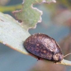 Trachymela sp. (genus) at Molonglo River Reserve - 2 Mar 2021 04:55 PM