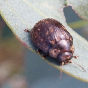 Trachymela sp. (genus) at Molonglo River Reserve - 2 Mar 2021 04:55 PM