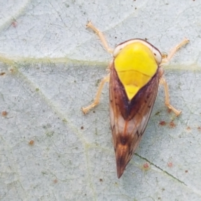 Brunotartessus fulvus (Yellow-headed Leafhopper) at Holt, ACT - 2 Mar 2021 by trevorpreston