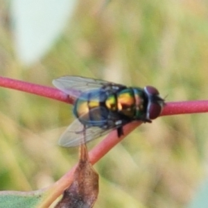 Chrysomya sp. (genus) at Molonglo River Reserve - 2 Mar 2021