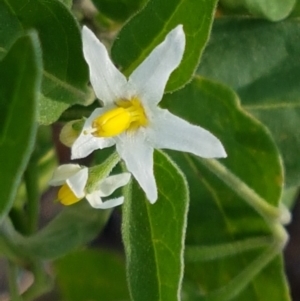 Solanum chenopodioides at Holt, ACT - 2 Mar 2021 05:05 PM