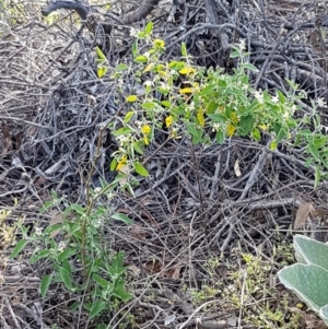 Solanum chenopodioides at Holt, ACT - 2 Mar 2021