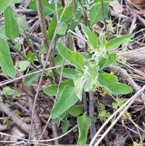 Solanum chenopodioides at Holt, ACT - 2 Mar 2021