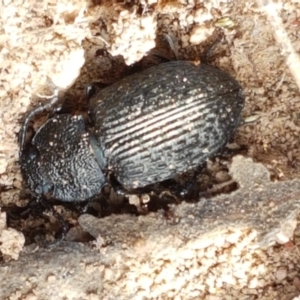 Adelium porcatum at Holt, ACT - 2 Mar 2021