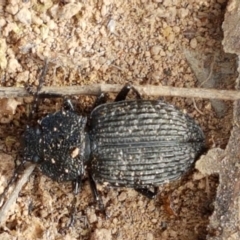 Adelium porcatum at Holt, ACT - 2 Mar 2021