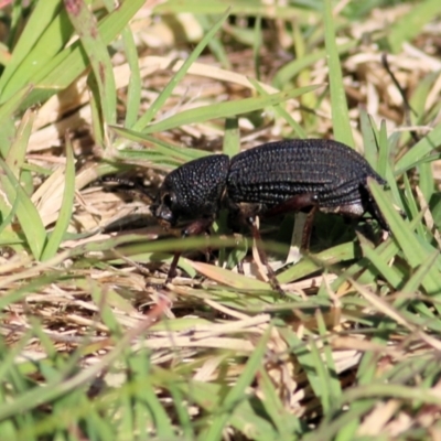 Amycterus abnormis (Ground weevil) at Castle Creek, VIC - 2 Mar 2021 by Kyliegw