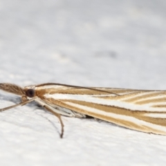 Hednota species near grammellus at Melba, ACT - 21 Feb 2021