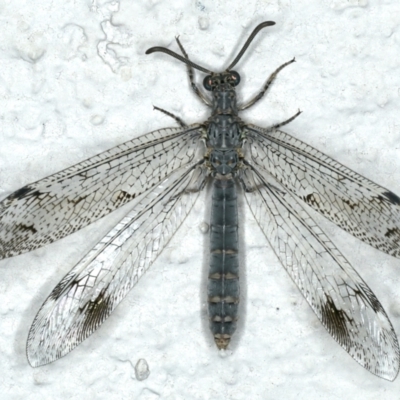 Austrogymnocnemia bipunctata (Antlion) at Ainslie, ACT - 5 Feb 2020 by jbromilow50