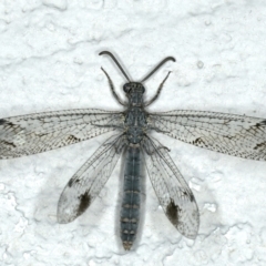 Austrogymnocnemia bipunctata at Ainslie, ACT - 5 Feb 2020