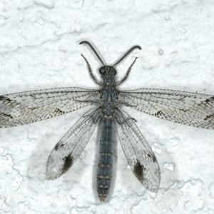 Austrogymnocnemia bipunctata at Ainslie, ACT - 5 Feb 2020 09:50 PM