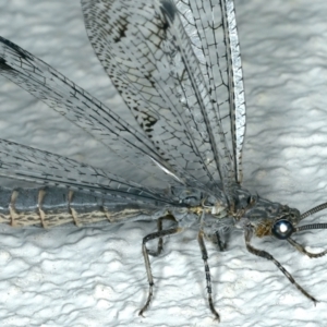 Austrogymnocnemia bipunctata at Ainslie, ACT - 5 Feb 2020