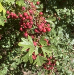 Crataegus monogyna at Calwell, ACT - 26 Feb 2021 03:44 PM