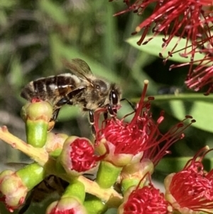 Apis mellifera at Murrumbateman, NSW - 2 Mar 2021