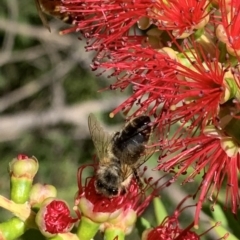 Apis mellifera at Murrumbateman, NSW - 2 Mar 2021