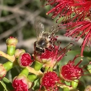 Apis mellifera at Murrumbateman, NSW - 2 Mar 2021