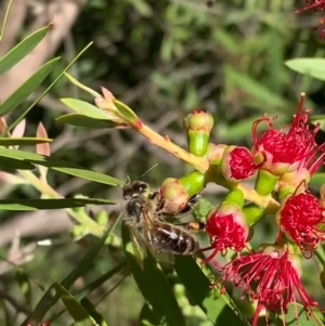 Apis mellifera at Murrumbateman, NSW - 2 Mar 2021 04:33 PM