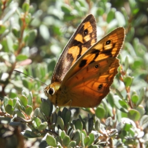 Heteronympha penelope at Paddys River, ACT - 28 Feb 2021 12:57 PM